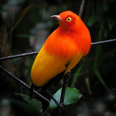 Flame bower bird-Tanzania