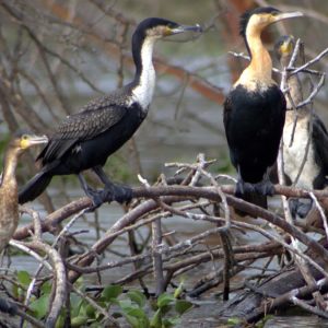 Birding-in-Kiunga-Marine-National-Reserve