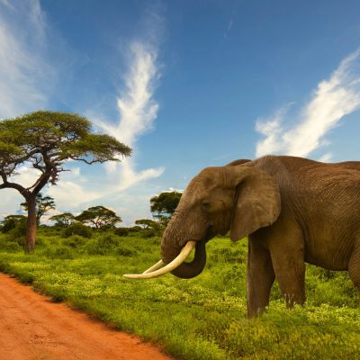 Kenyan Elephant