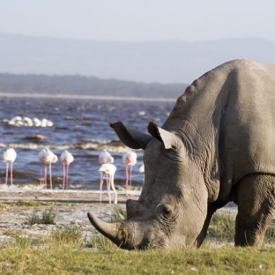 Kenyan Rhino