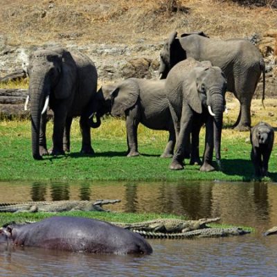 Ruaha National Park TZ